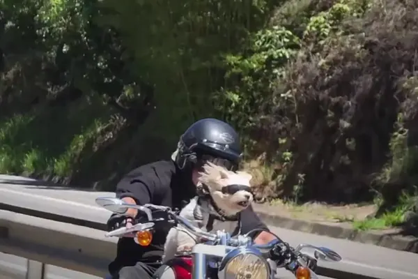 Molly - A Cachorrinha Motociclista