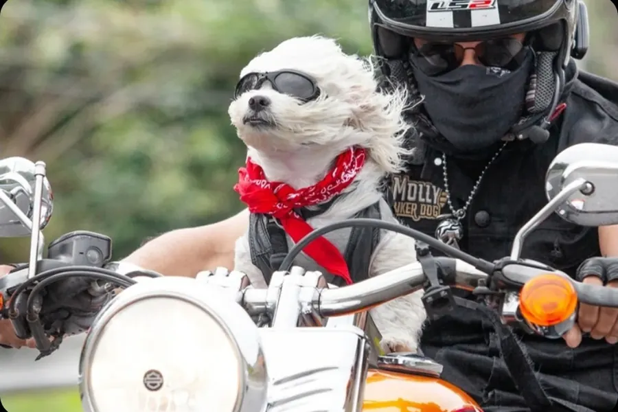Molly - A Cachorrinha Motociclista